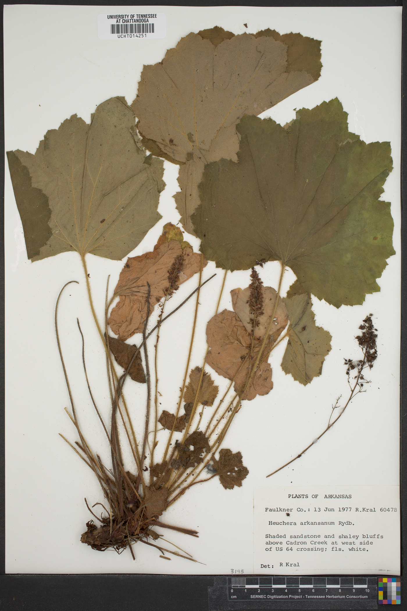 Heuchera arkansana image