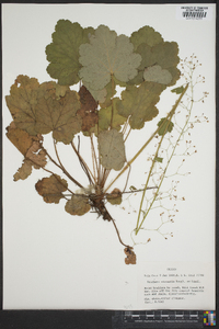 Heuchera micrantha image