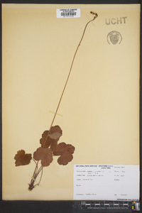 Heuchera americana var. hispida image