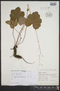 Heuchera americana image