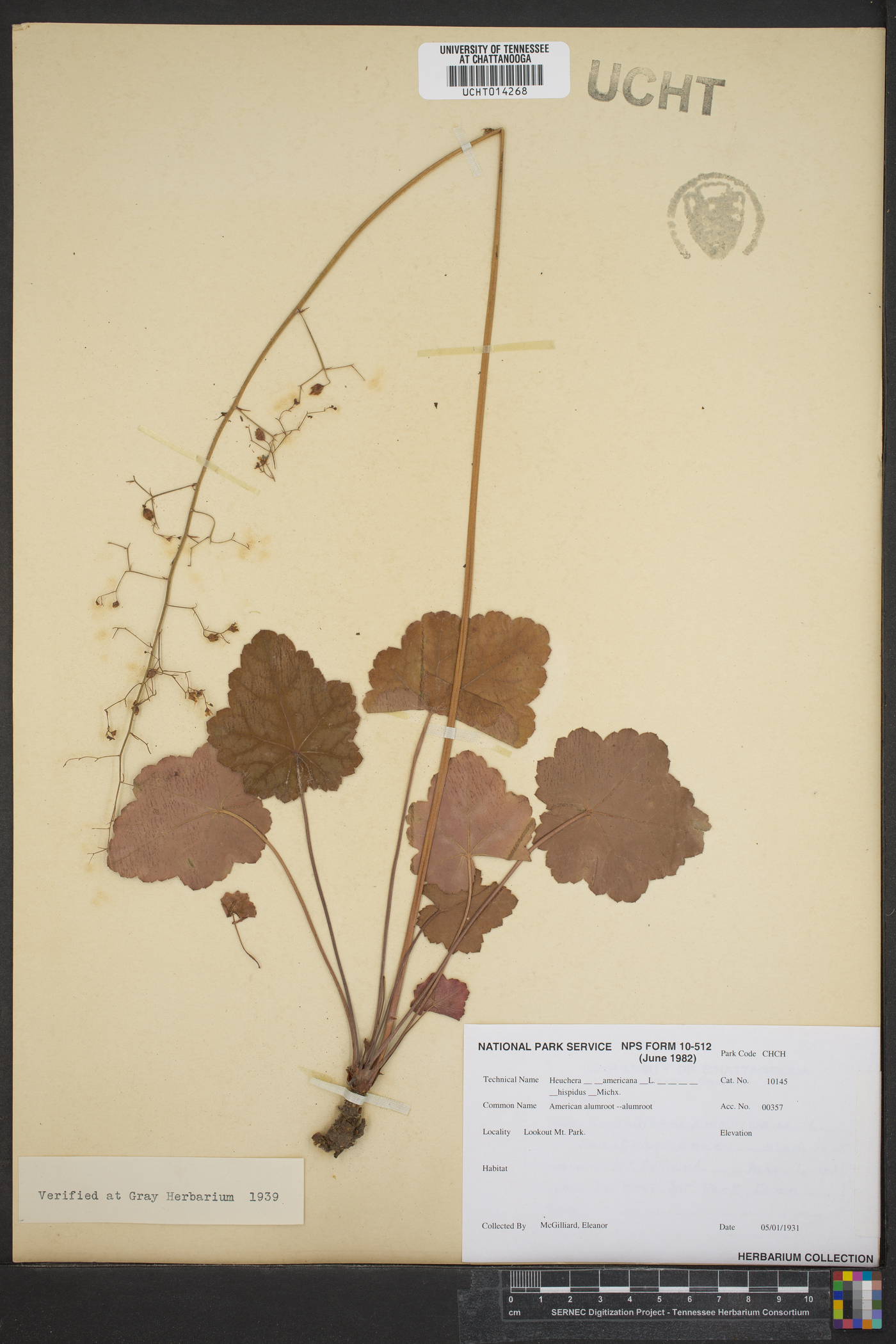 Heuchera americana var. hispida image