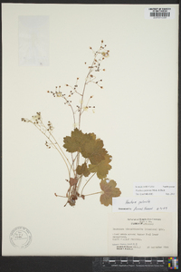 Heuchera puberula image