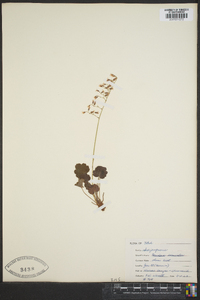 Heuchera rubescens image