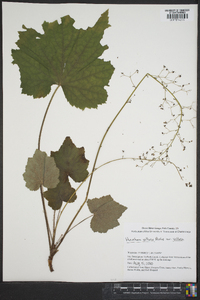 Heuchera villosa var. villosa image