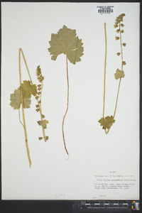 Tellima grandiflora image