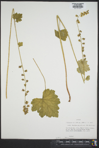 Tellima grandiflora image