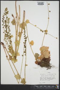 Tellima grandiflora image