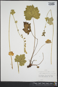 Tellima grandiflora image