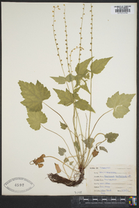 Mitella diphylla image