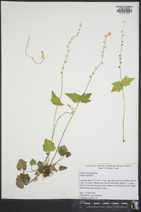 Mitella diphylla image