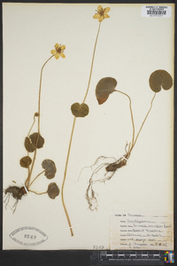 Parnassia asarifolia image