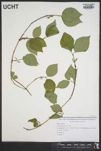 Philadelphus hirsutus image