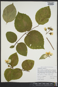 Philadelphus inodorus image