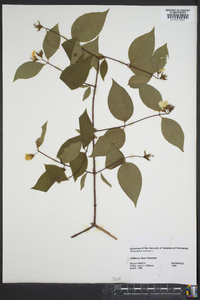 Philadelphus inodorus image