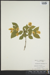 Philadelphus tomentosus image