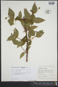 Philadelphus inodorus image