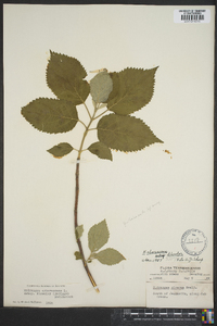 Hydrangea arborescens subsp. discolor image