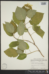 Hydrangea arborescens var. discolor image