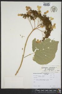 Hydrangea arborescens var. arborescens image