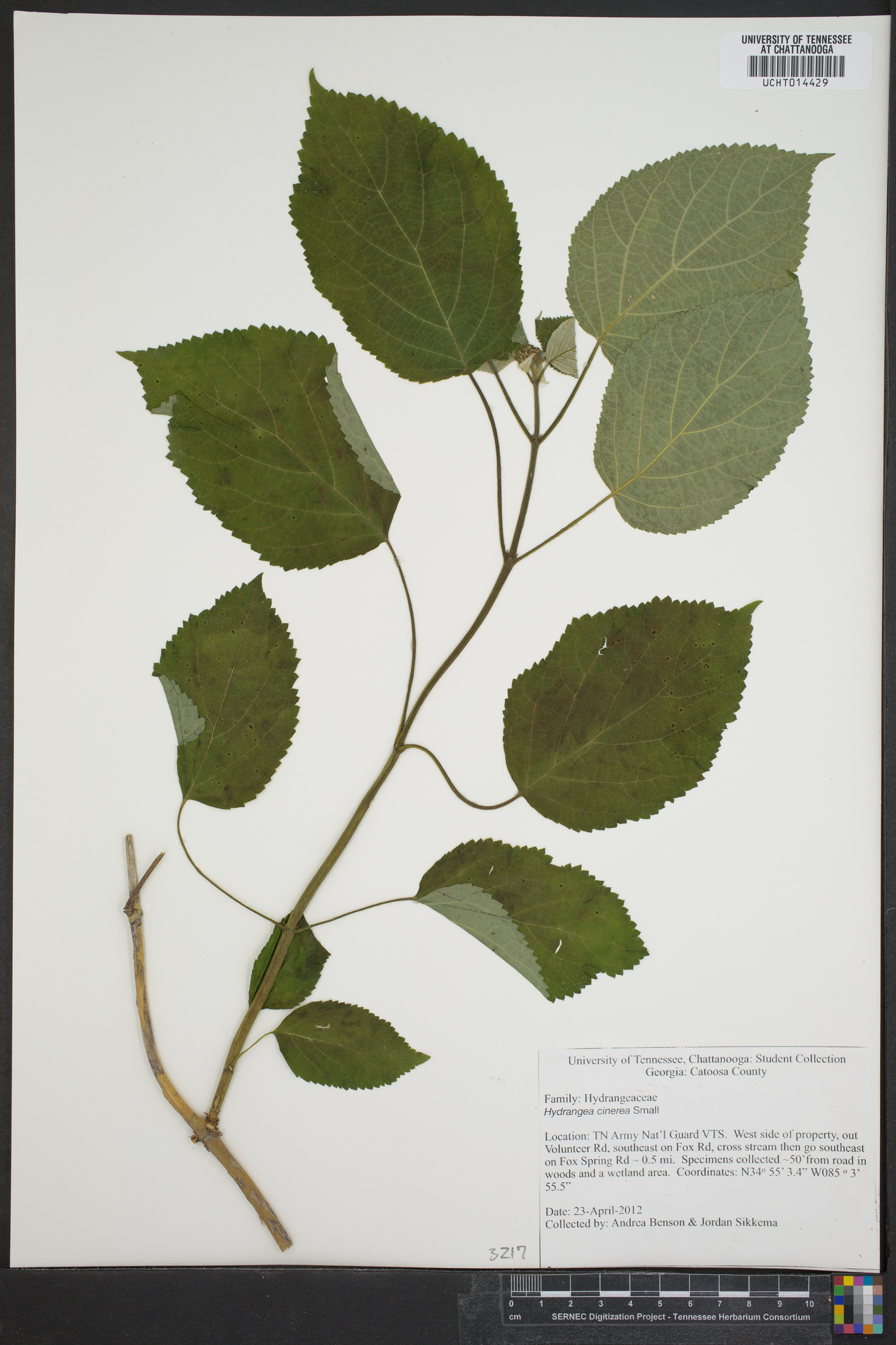 Hydrangea cinerea image