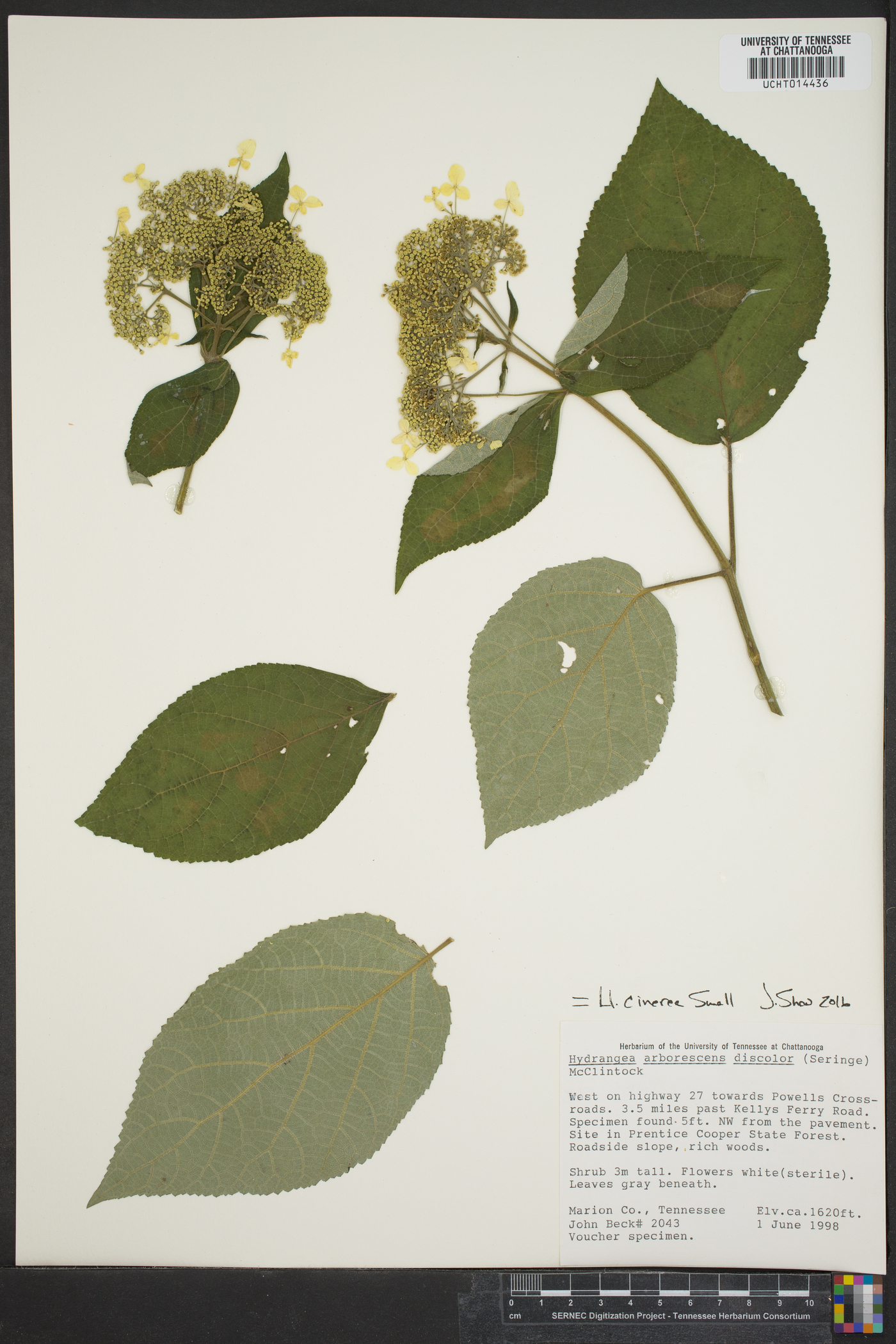 Hydrangea cinerea image