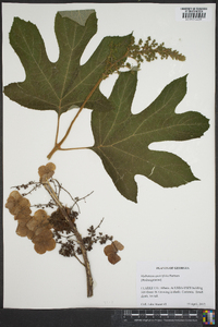 Hydrangea quercifolia image