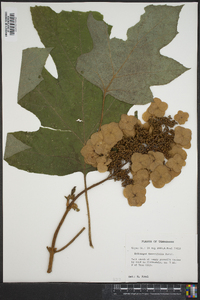 Hydrangea quercifolia image