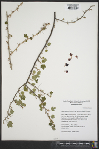 Ribes oxyacanthoides subsp. setosum image