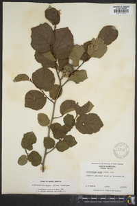 Fothergilla major image