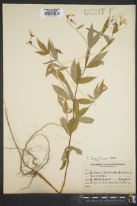 Gillenia trifoliata image