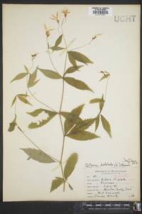 Gillenia trifoliata image