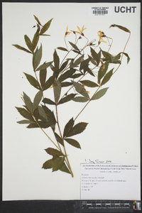 Gillenia trifoliata image