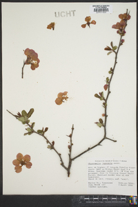 Chaenomeles lagenaria image