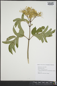 Sorbus americana image