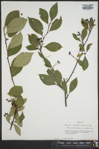 Aronia melanocarpa image