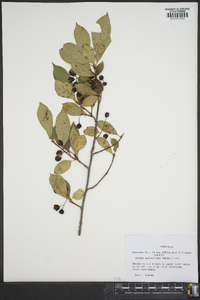 Aronia melanocarpa image