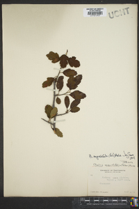 Malus angustifolia image