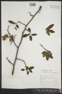 Malus angustifolia image