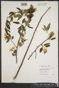 Malus angustifolia image