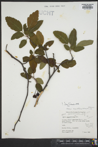 Malus angustifolia image