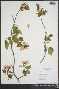 Malus coronaria image