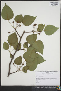 Pyrus calleryana image