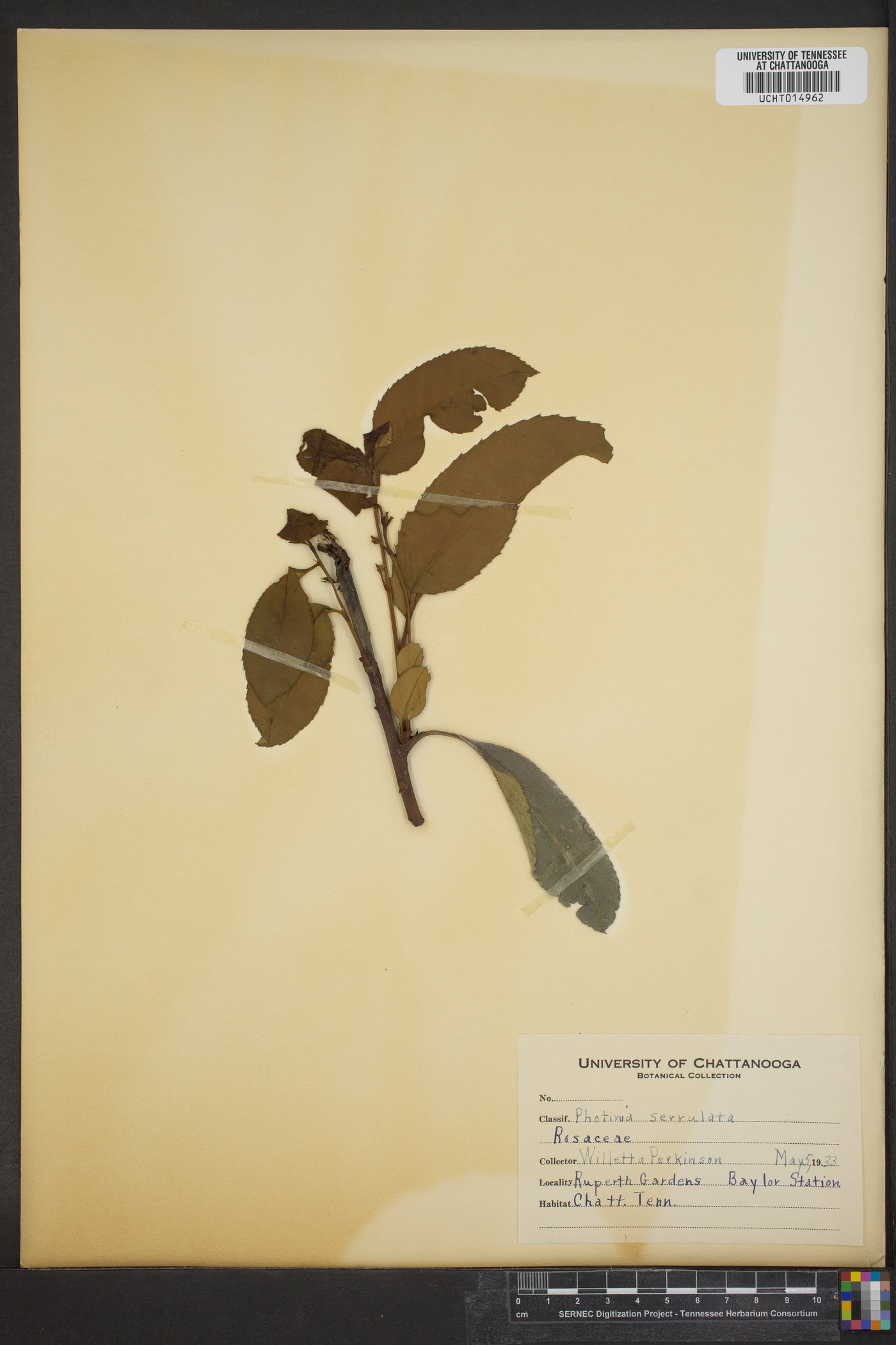 Photinia serrulata image