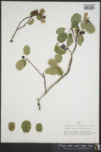 Amelanchier alnifolia image