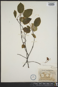 Amelanchier canadensis image