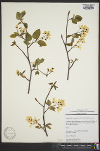 Amelanchier canadensis image