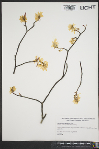 Amelanchier canadensis image