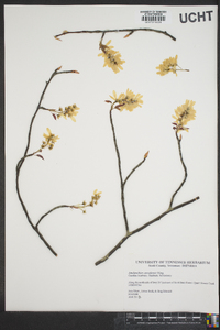 Amelanchier canadensis image