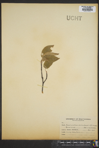 Amelanchier canadensis image