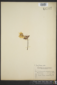 Amelanchier canadensis image